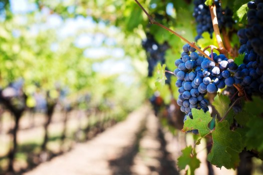 purple-grapes-vineyard-napa-valley-napa-vineyard-39511-2