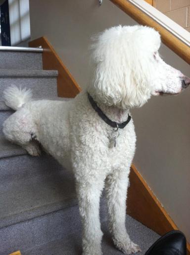 561650_511549542197304_10084977_n